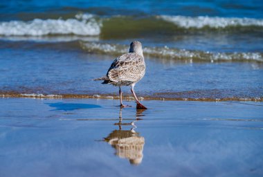 Yalnız Martı Dalgaları İzliyor