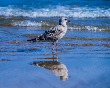 Martı Sahilde Gururla Duruyor