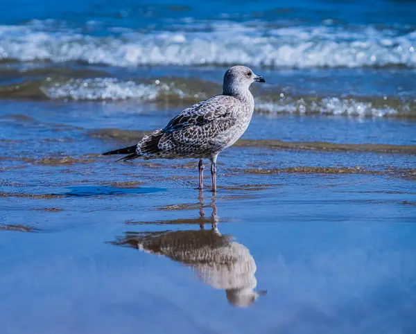 Martı Sahilde Gururla Duruyor