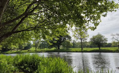 Ağaçlı nehir. Su yüzeyi. Yüksek kalite fotoğraf