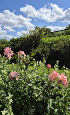 Pembe güller ve gökyüzü. Yüksek kalite fotoğraf