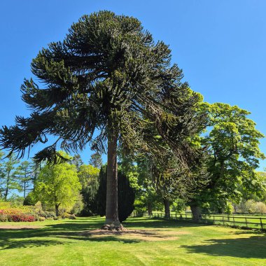Araucaria ya da para ağacı kadar yüksek. Yüksek kalite fotoğraf