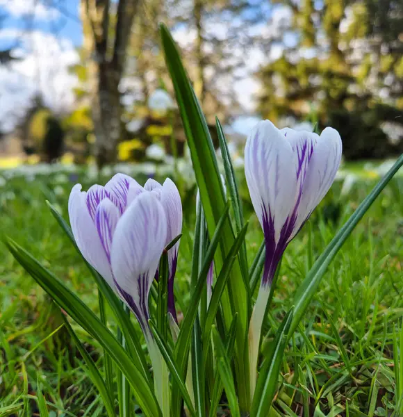 Çimenlerdeki krukus çiçekleri. Yüksek kalite fotoğraf, filtresiz. 