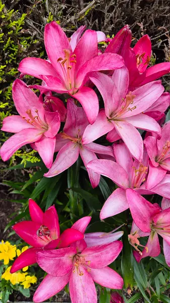 Yeşil çimenlikteki Lilly. Yüksek kalite fotoğraf. Filtre yok