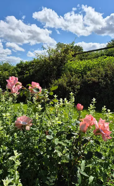 Pembe güller ve gökyüzü. Yüksek kalite fotoğraf