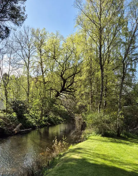 Ormandaki nehir. Yüksek kalite fotoğraf, filtresiz.