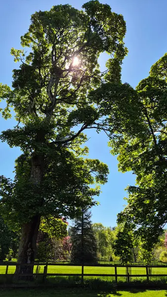 Gökyüzündeki ağaç. Yüksek kalite fotoğraf, filtresiz. 