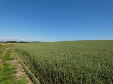 Berrak mavi gökyüzünün altında yemyeşil yulaf tarlası. Yüksek kalite fotoğraf