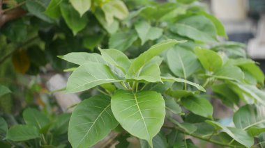 Parlak ve parlak yeşil bir parıltı ile derimsi, mango yaprağı bolluğun bir göstergesi olarak yeşilliklerden daha fazlasıdır. Her yaprak ince bir kemer gibi kıvrılır, ışığı yakalar ve değerli bir hediye gibi yağmuru tutar.. 
