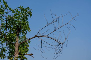 Mavi gökyüzü arka planlı kuru ağaç dalları, kuru dallar, ölü ağaç