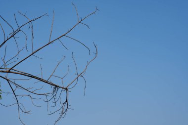 Mavi gökyüzü arka planlı kuru ağaç dalları, kuru dallar, ölü ağaç
