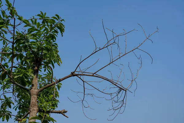 Mavi gökyüzü arka planlı kuru ağaç dalları, kuru dallar, ölü ağaç