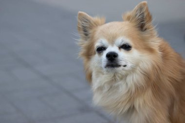 Chihuahua cinsi köpek şehrin kaldırımında. Yüksek kalite fotoğraf