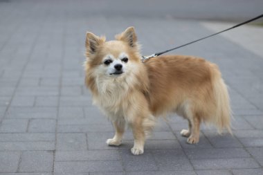 Şehrin kaldırımında tasmalı bir köpek yetiştiren Chihuahua.