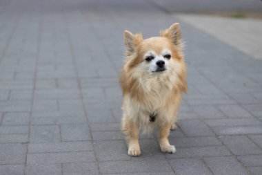 Chihuahua cinsi köpek şehrin kaldırımında. Yüksek kalite fotoğraf