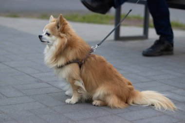 Şehrin kaldırımında tasmalı bir köpek yetiştiren Chihuahua.