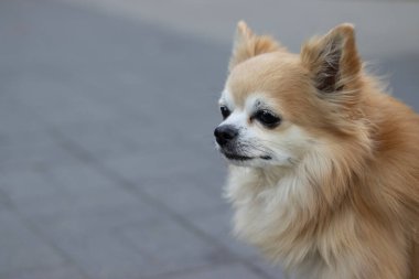 Chihuahua cinsi köpek şehrin kaldırımında. Yüksek kalite fotoğraf