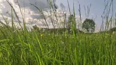 Uzun çimenleri ve yaz gökyüzü olan yemyeşil çayır. Yüksek kalite 4k görüntü