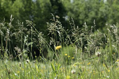 Çimenler arasında çiçek açan bir karahindiba, arka planda orman. Yüksek kalite fotoğraf
