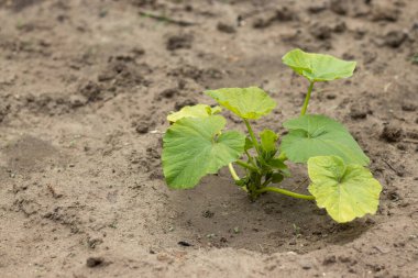 Kahverengi toprakta kabak filizi. Yüksek kalite fotoğraf