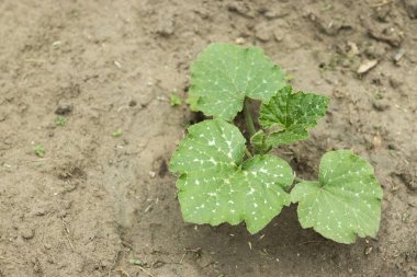 Kahverengi toprakta kabak filizi. Yüksek kalite fotoğraf