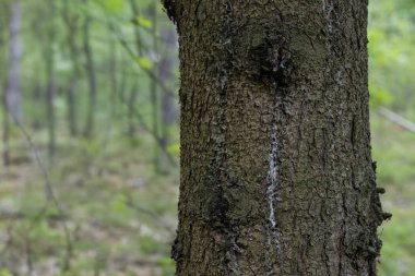 Ormandaki ağaç gövdesi yosun ve reçineyle dolu. Yüksek kalite fotoğraf