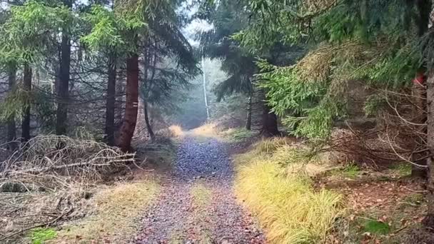 Осінь Лісі Лісова Дорога Змінюється Восени Анотаційне Відео Лісової Дороги — стокове відео
