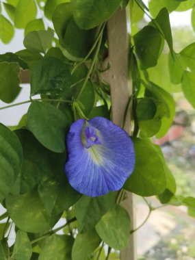 yeşil yapraklar, bitkiler ve yapraklar