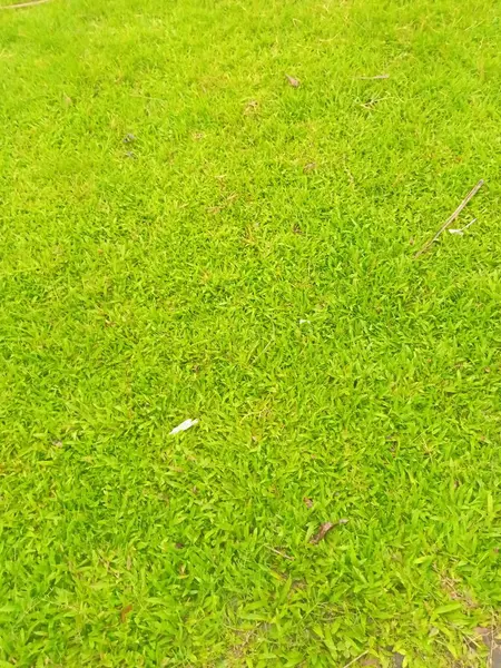 çimen arka plan, doğa bitki örtüsü ve ot