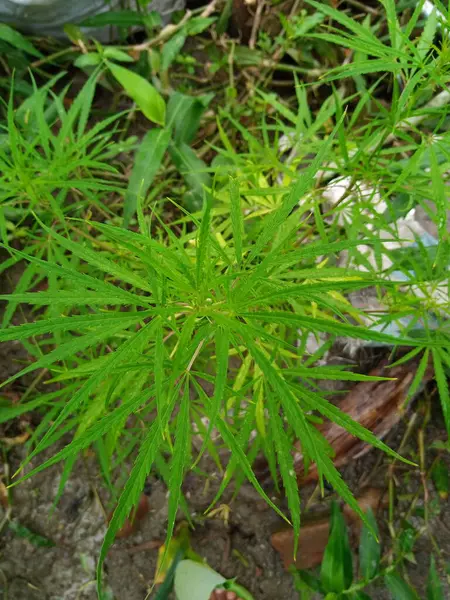 Kenevir bitkisi bahçede yetişiyor.