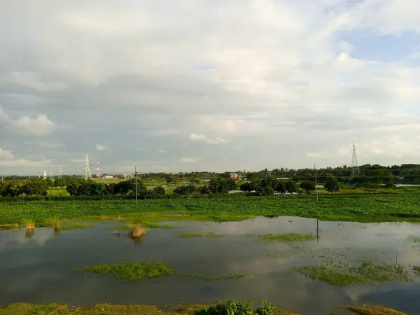 Parkta yeşil çimenler