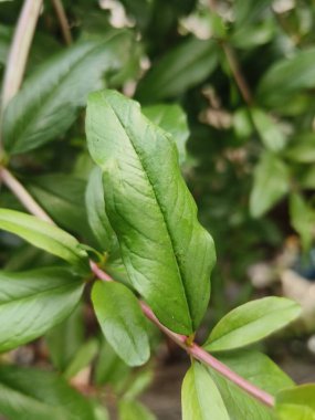 green leaves, flora in foliage