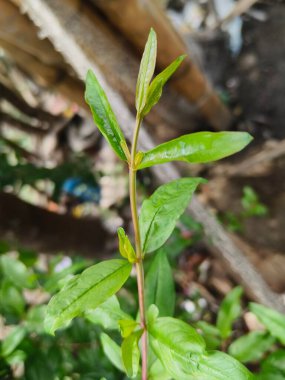 Bahçede yeşil yapraklar