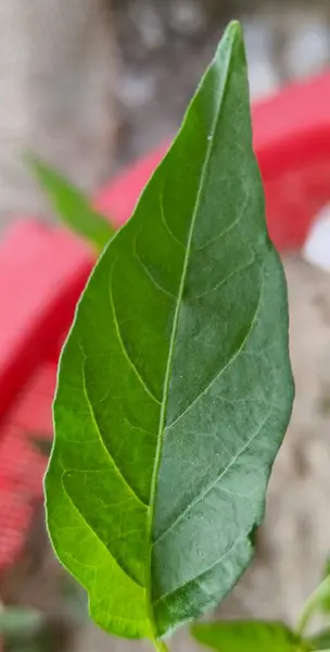 yeşil yapraklar, bitkiler ve yapraklar