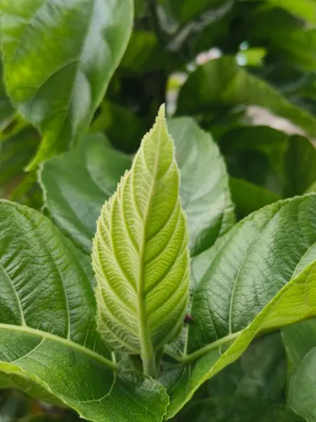 bir bitkinin yeşil yaprakları