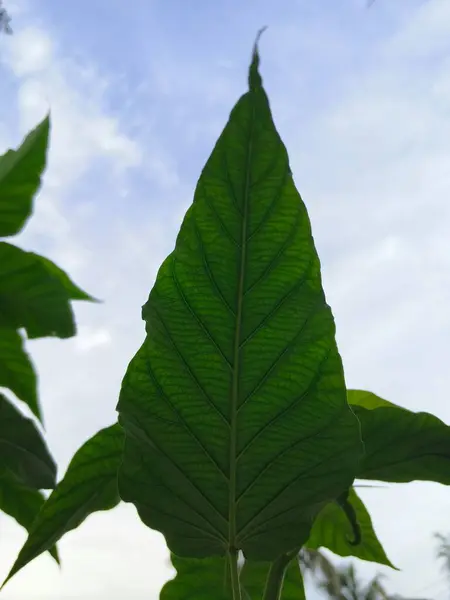 yeşil yapraklar, bitkiler ve yapraklar