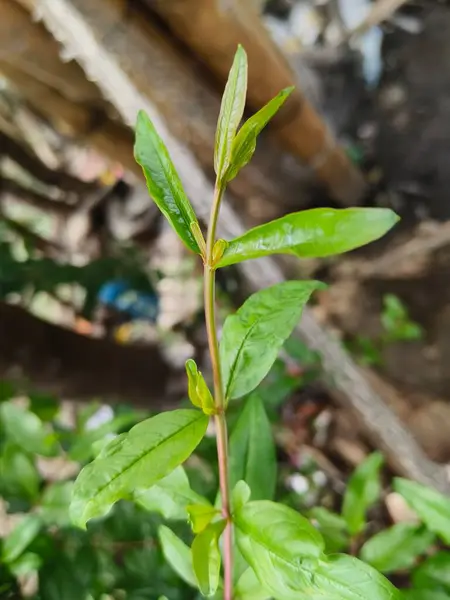 Bahçede yeşil yapraklar