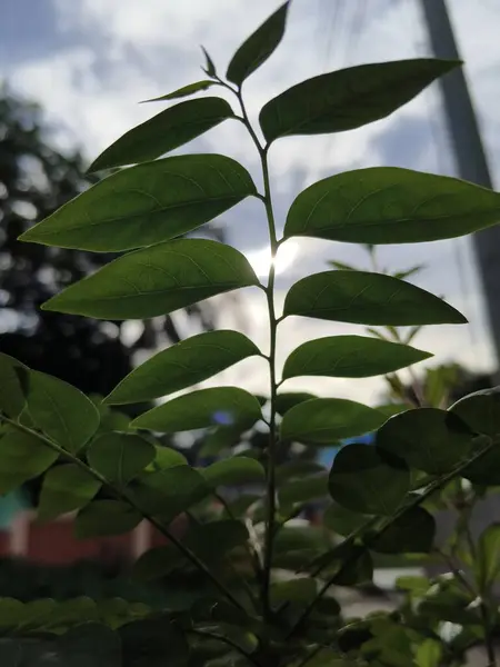 Güzel botanik fotoğrafı, doğal duvar kağıdı.