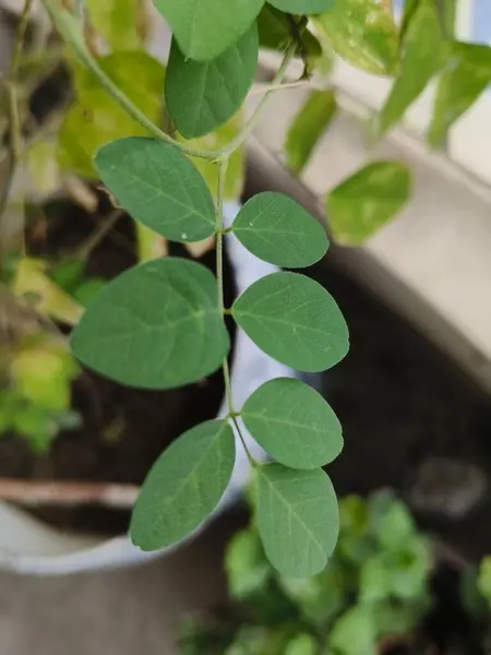 yeşil yapraklar, bitki yaprakları