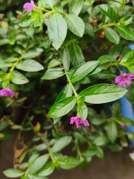 Güzel botanik fotoğrafı, doğal duvar kağıdı.