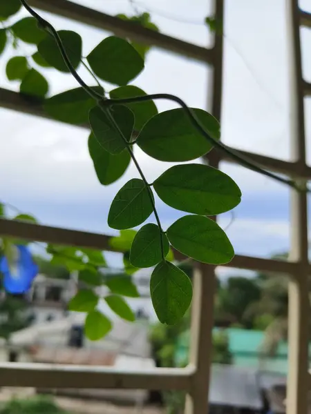 Bahçede yeşil yapraklar