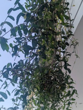 beyaz arkaplanda yeşil yapraklar