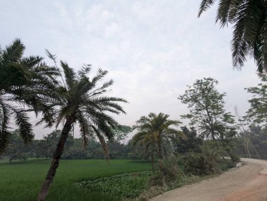 Ağaçlı ve ağaçlı güzel bir manzara.