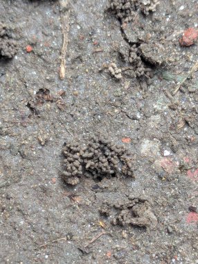 Kuru toprakta kahverengi köpek pençesi