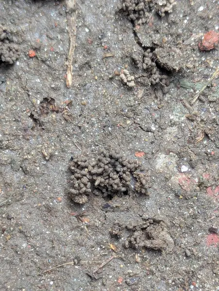 Kuru toprakta kahverengi köpek pençesi