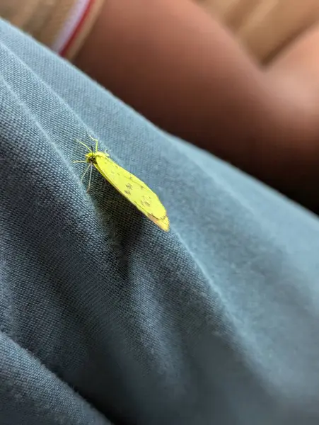 Bir kelebeğin yakın çekimi.