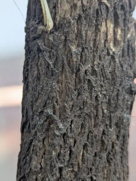 Ağaç dalları, bitki örtüsü ve doğa