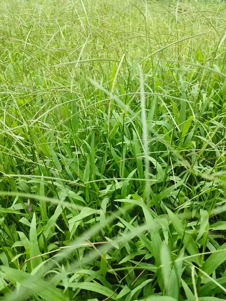 Bahçedeki yeşil çimenler