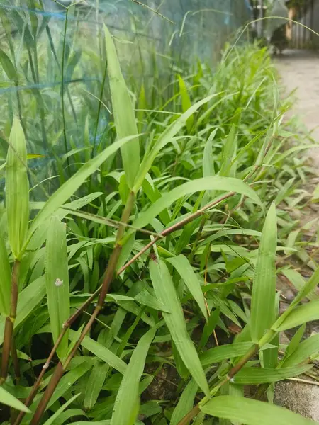 Bahçede yeşil yapraklar