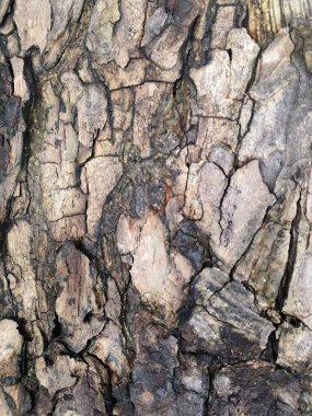 Bir ağaç kabuğunun dokusunu kapat